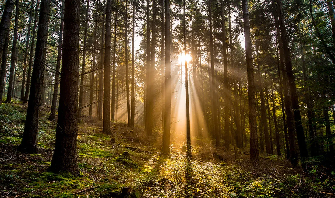 Ein stiller Weg in warmes Licht getaucht